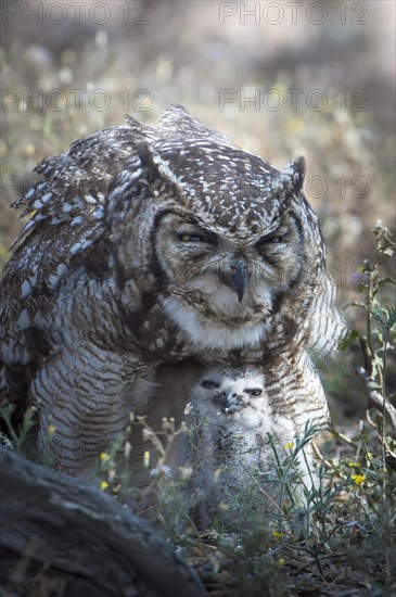 Spotted Eagle-Owl (Bubo africanus) with chick