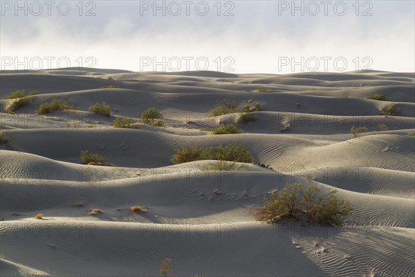 Scattered young Honey Mesquite trees (Prosopis glandulosa torreyana) on the Mesquite Flat Sand Dunes in the early morning