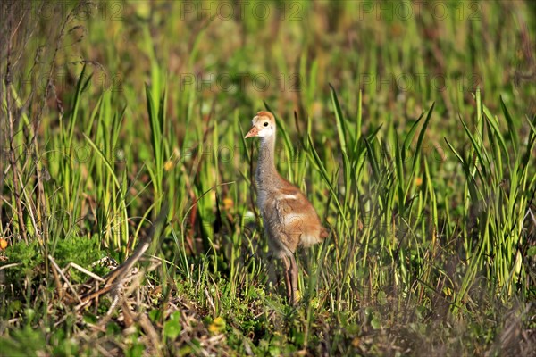 Sandhill Crane (Grus canadensis)