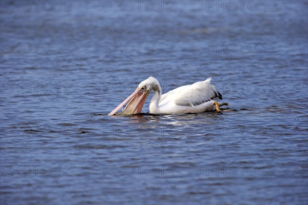 American American White Pelican (Pelecanus erythrorhynchos)