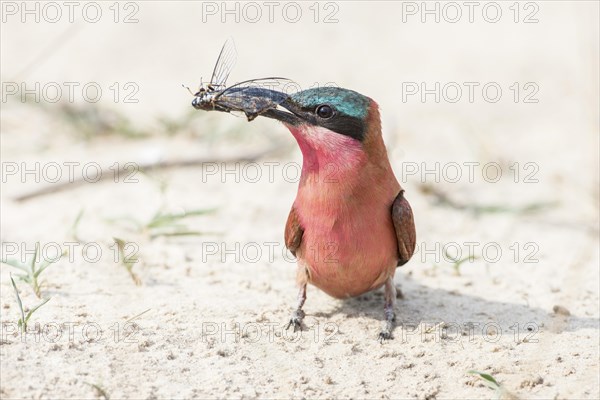 Northern Carmine Bee-eater (Merops nubicus)