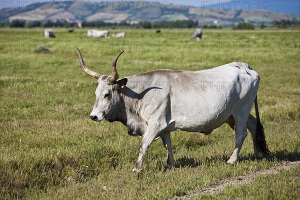 Maremma cattle