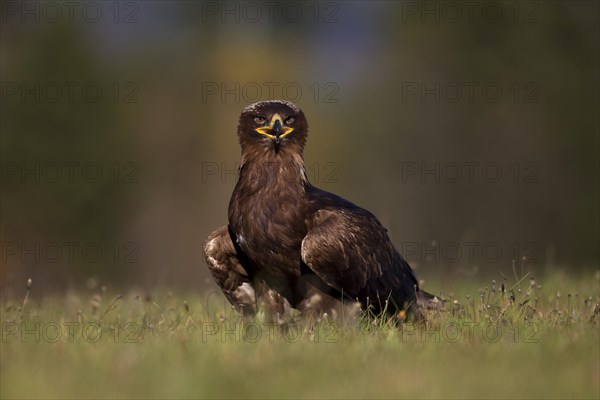 Steppe Eagle (Aquila nipalensis)