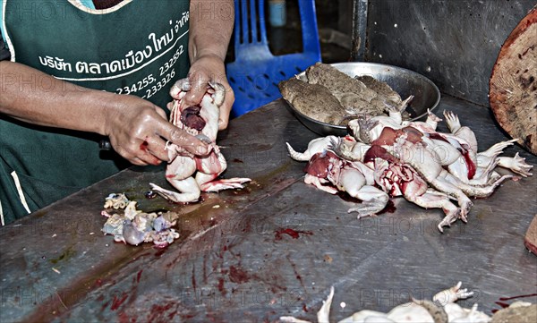 Gutting toads at the market