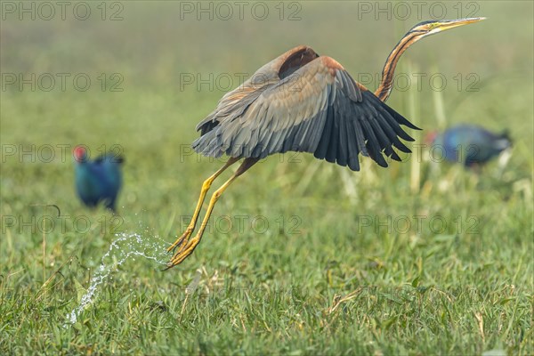 Purple Heron (Ardea purpurea) starting