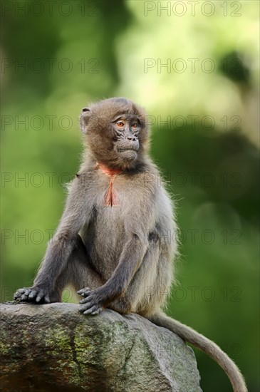 Gelada (Theropithecus gelada)