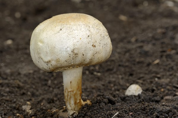 Horse Mushroom (Agaricus arvensis)