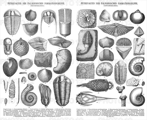 Various fossils