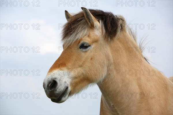 Norwegian Fjord Horse