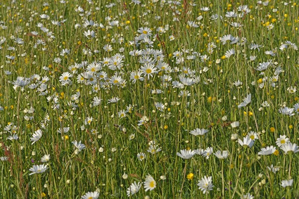 Flower meadow with Oxeye Daisies or Ox-eye Daisies (Leucanthemum vulgare) and Tall Buttercups (Ranunculus acris)
