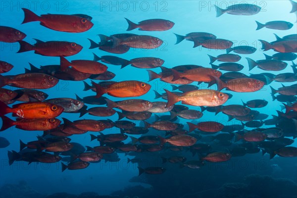 School of Lunar-tailed Bigeye or Moontail Bullseye (Priacanthus hamrur) in a coral reef