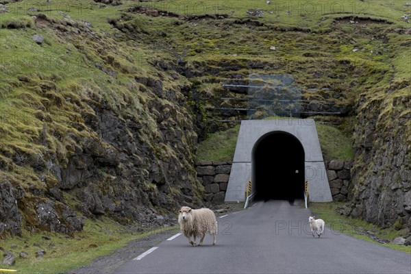 Sheep in front of the single-track tunnel between Husar and Mikladalur