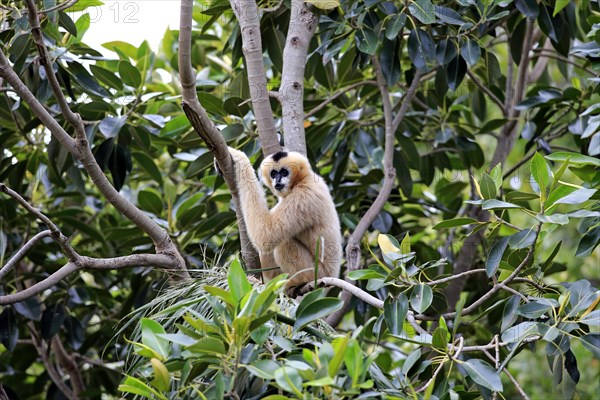 Northern White-cheeked Gibbon (Nomascus leucogenys)