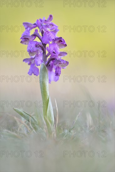 Green-winged Meadow Orchid or Green-winged Orchid (Orchis morio) growing on a dry slope