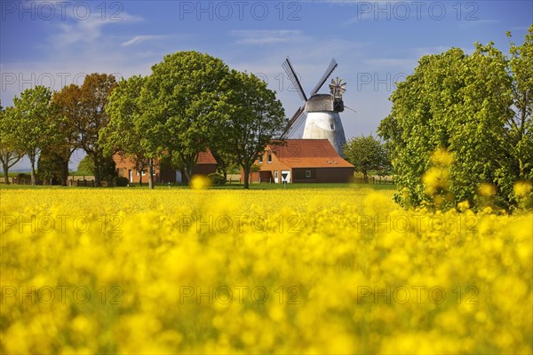 Rape field with windmill Meissen