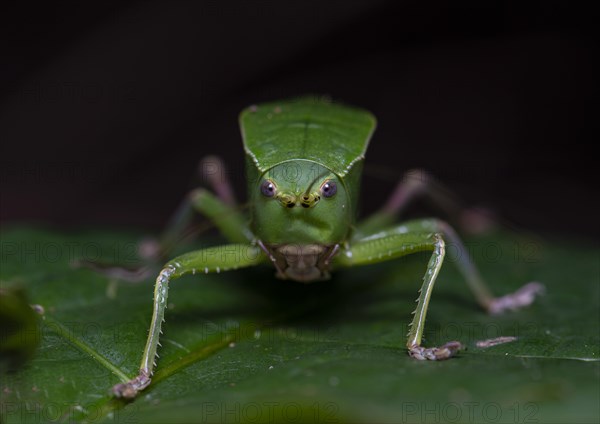 Bull-Katydid (Aspidonotus spinosus)