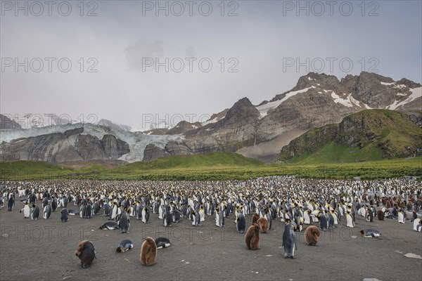 A colony of King Penguins (Aptenodytes patagonicus)