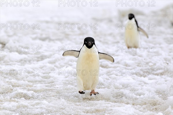 Adelie Penguin (Pygoscelis adeliae)