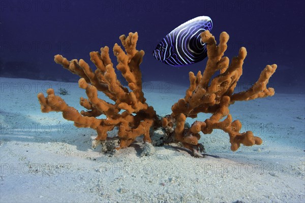 Emperor Angelfish (Pomacanthus imperator)