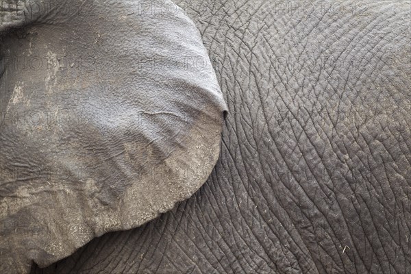 African Elephant (Loxodonta africana)