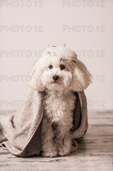 Dirty toy poodle wrapped in a towel