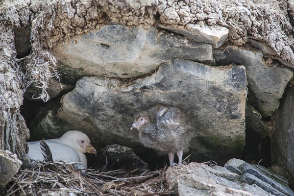 Snowy Sheathbill (Chionis alba)