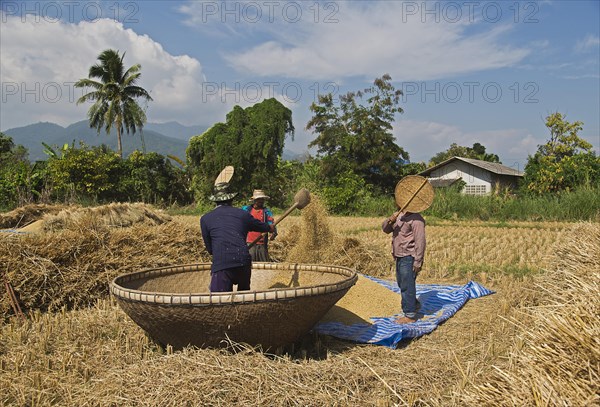 Traditional rice harvest