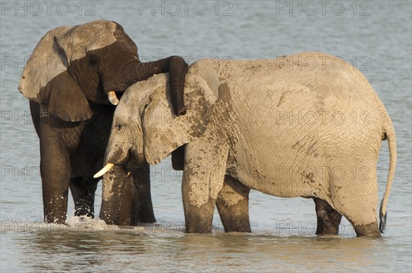 African elephants (Loxodonta africana) playfighting at the Namutoni water hole