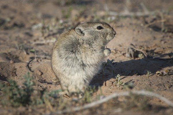 Brants's whistling rat (Parotomys brantsii)