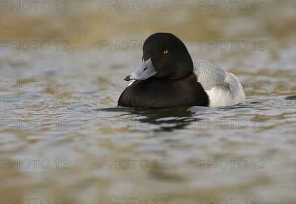 Greater Scaup or Scaup (Aythya marila)