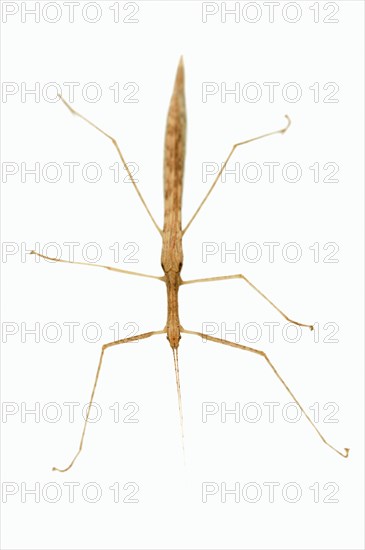 Pink Winged Stick Insect (Sipyloidea sipylus)