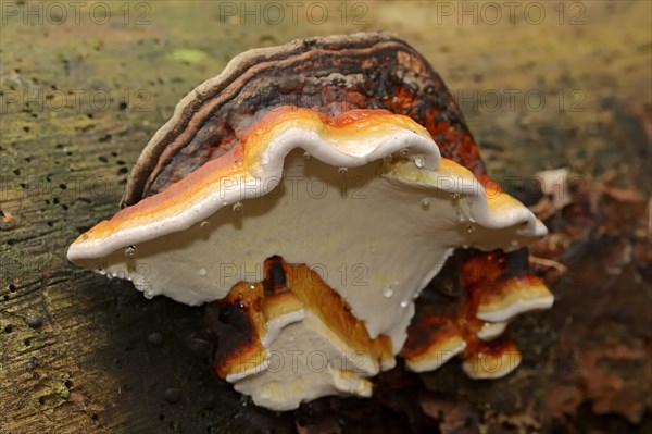 Red Banded Polypore (Fomitopsis pinicola)