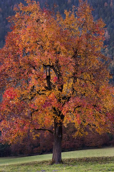 Apple tree in autumn