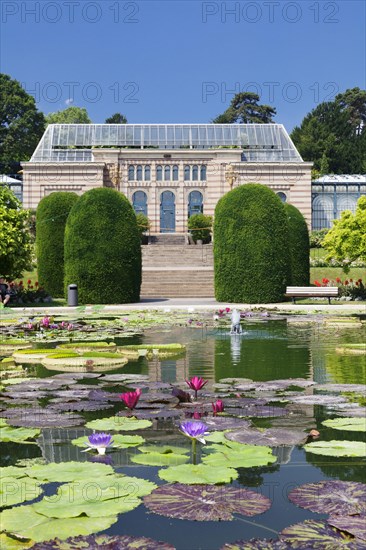 Lily pond