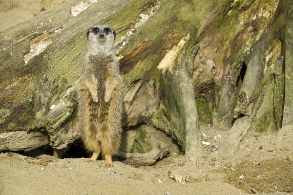 Meerkat (Suricata suricatta)