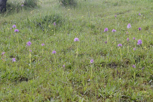 Naked Man Orchid or Italian Orchid (Orchis italica)