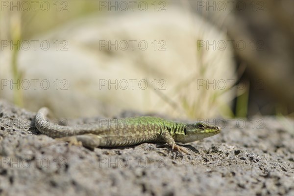 Italian Wall Lizard (Podarcis siculus)