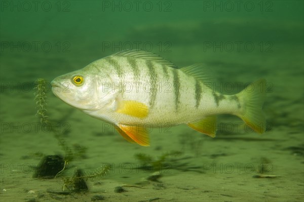 European perch (Perca fluviatilis)