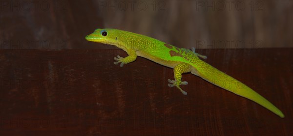 Gold Dust Day Gecko (Phelsuma laticauda)