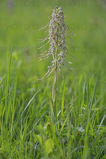 Lizard Orchid (Himantoglossum hircinum)