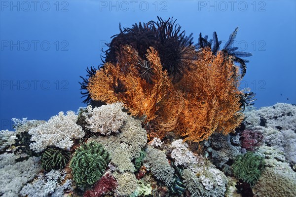 Coral reef covered with white Xenia Soft Coral (Xenia sp.)