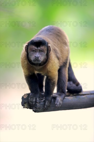 Brown Capuchin or Tufted Capuchin (Cebus apella)