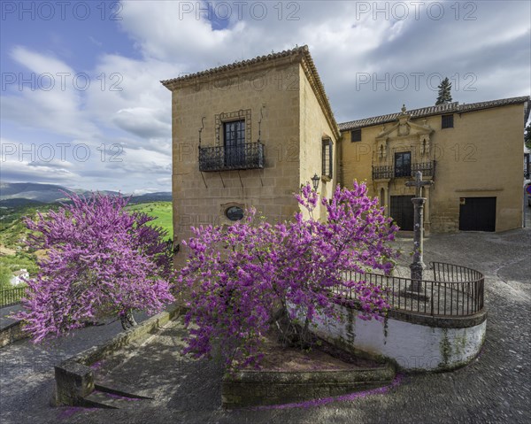 Judas Tree (Cercis siliquastrum) in front of a palazzo at the Casa del Rey Moro