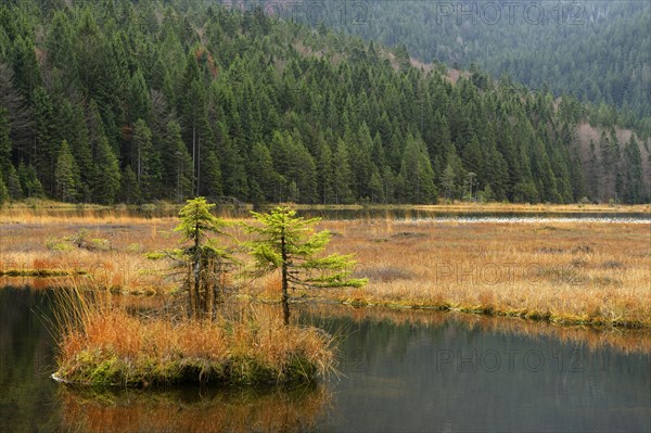 Autumn in the Naturschutzgebiet Kleiner Arbersee nature reserve