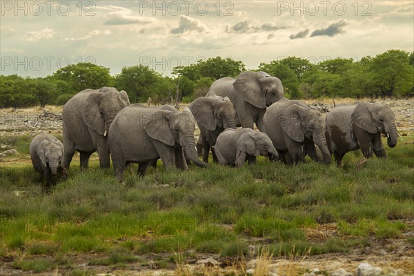 African elephants (Loxodonta africana)