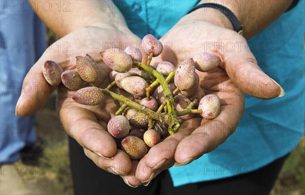 Woman's hands holding freshly harvested pistachios