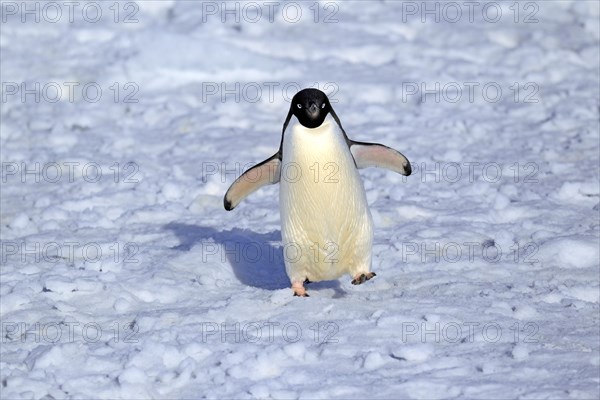 Adelie Penguin (Pygoscelis adeliae)