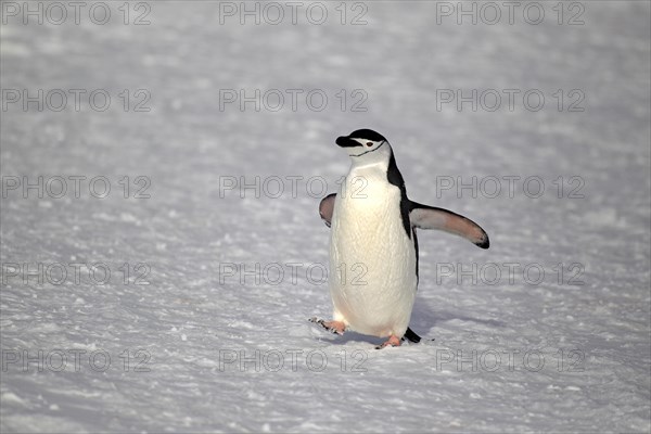 Chinstrap Penguin (Pygoscelis antarctica)