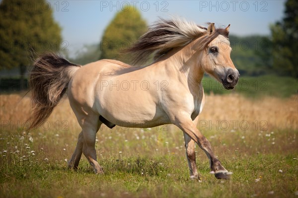 Norwegian Pony