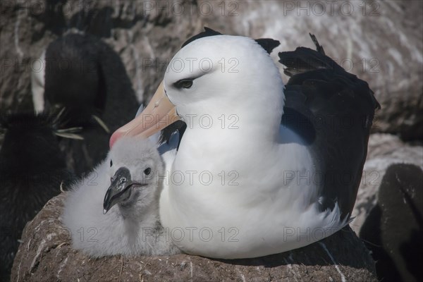 Black-browed Albatross or Black-browed Mollymawk (Thalassarche melanophris)